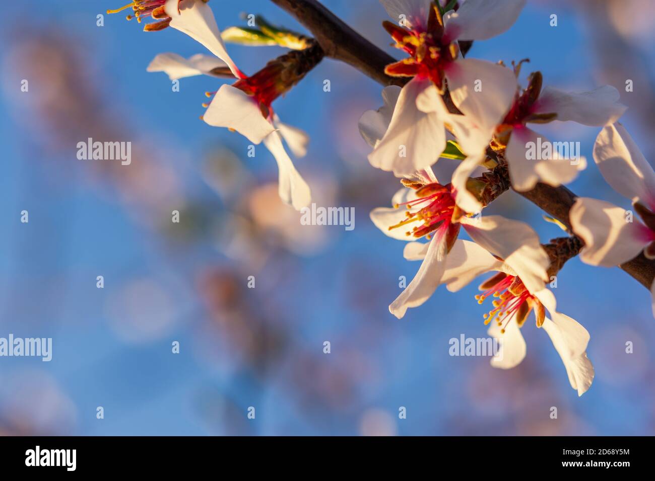 Ein blühender Mandelzweig gegen einen blauen Himmel. Rosa Blütenstände im weichen Fokus. Mandeln blühten im Garten. Konzept der Ankunft des Frühlings. Brigh Stockfoto