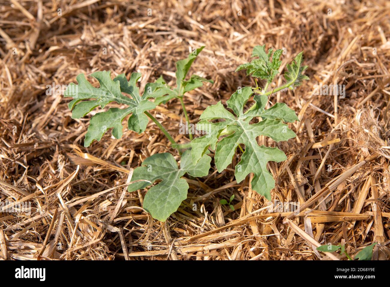 Bio kleine Pastèque oder Wassermelone Pflanze (Citrullus lanatus) wächst in einem Mulch Bettwäsche aus Stroh. Stockfoto