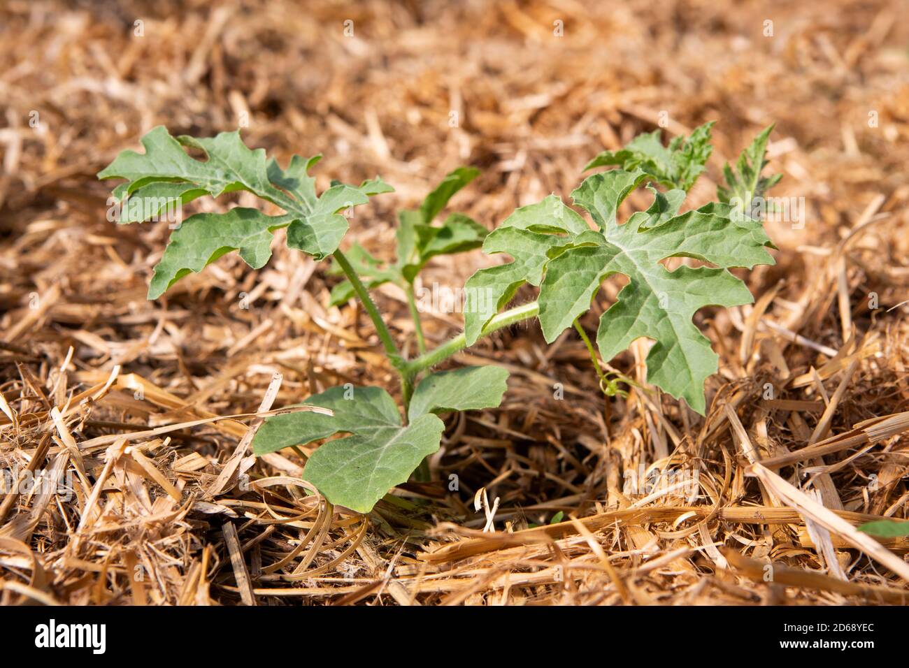 Bio kleine Pastèque oder Wassermelone Pflanze (Citrullus lanatus) wächst in einem Mulch Bettwäsche aus Stroh. Stockfoto