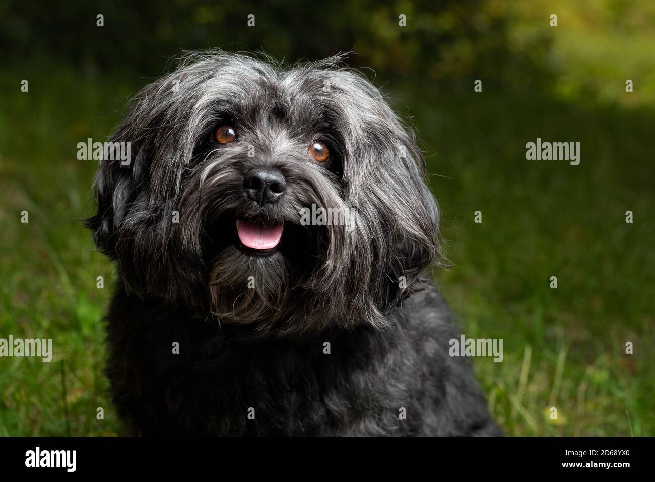 Kleine Bolonka Zwetna reine Rasse Hund sitzt im Freien. Stockfoto
