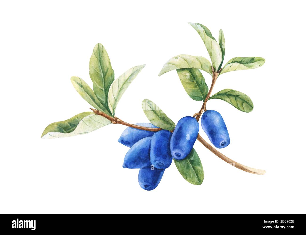 Zweig der Geißblatt-Pflanze Lonicera caerulea mit blauen Beeren und Blättern. Aquarell handgezeichnete Malerei Illustration isoliert auf weißem Hintergrund. Stockfoto