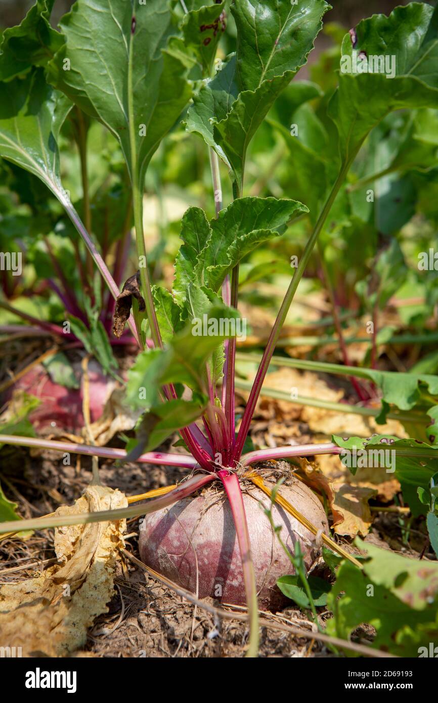 Biologische Rote Bete, die Taproot einer Rübenpflanze (Beta vulgaris subsp. Vulgaris), die im Freien im Boden wächst. Stockfoto