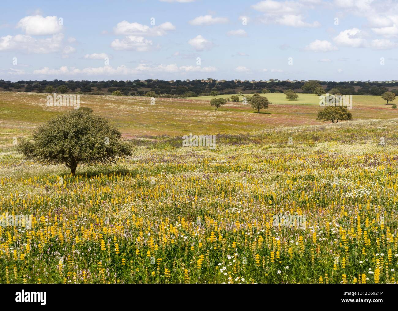 Landschaft mit wildflower Wiese in der Nähe von Mértola im Naturpark Parque Natural do Vale do Guadiana in den Alentejo, Europa, Südeuropa, Por Stockfoto