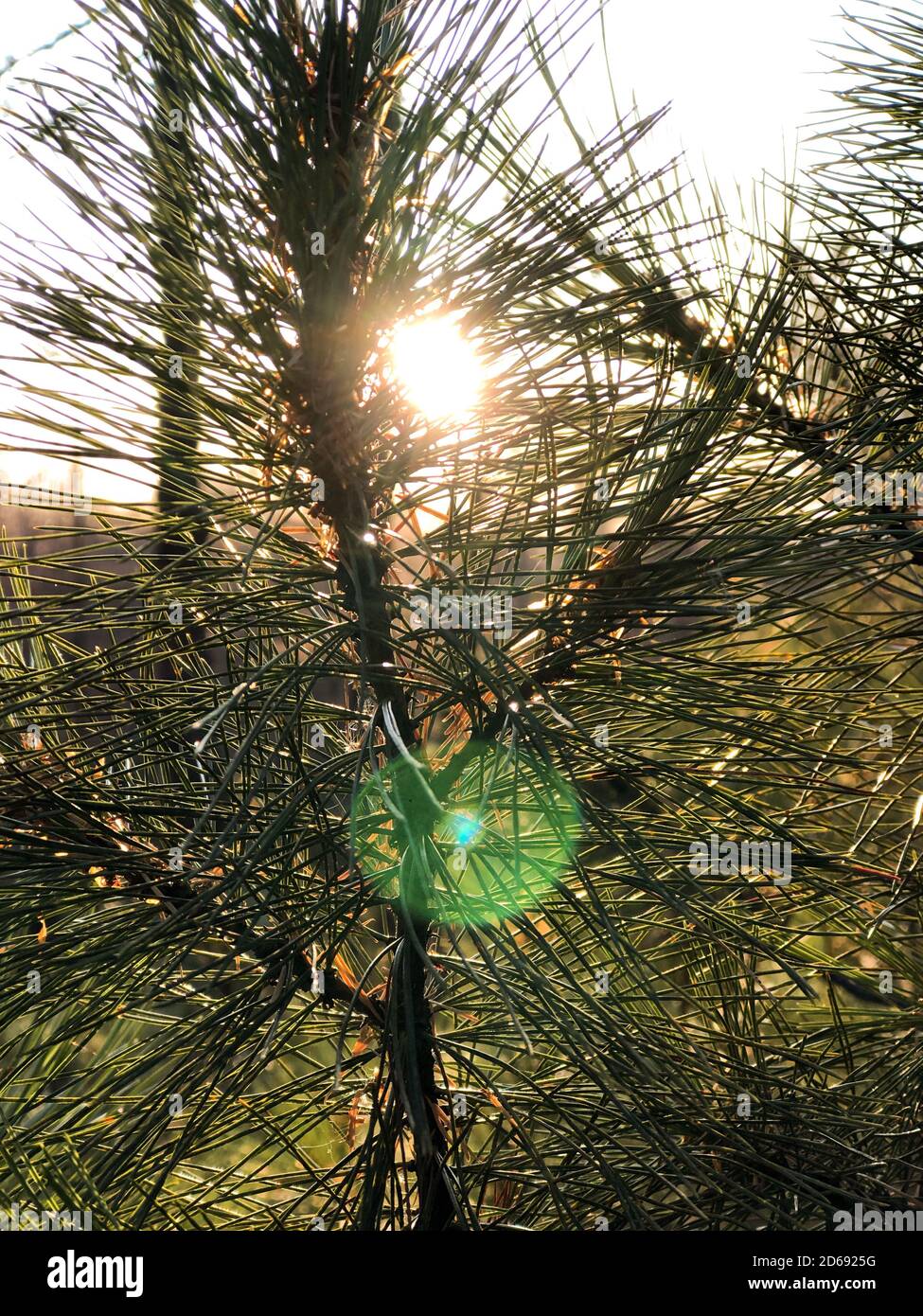 Herbstwald bei Sonnenuntergang. Hell erleuchtetes Holz. Herbstsaison. Nadelbaum Zweige mit grünen und gelben Nadeln. Wunderschöne nördliche Natur. Hintergrund mit untergehenden Sonne Stockfoto