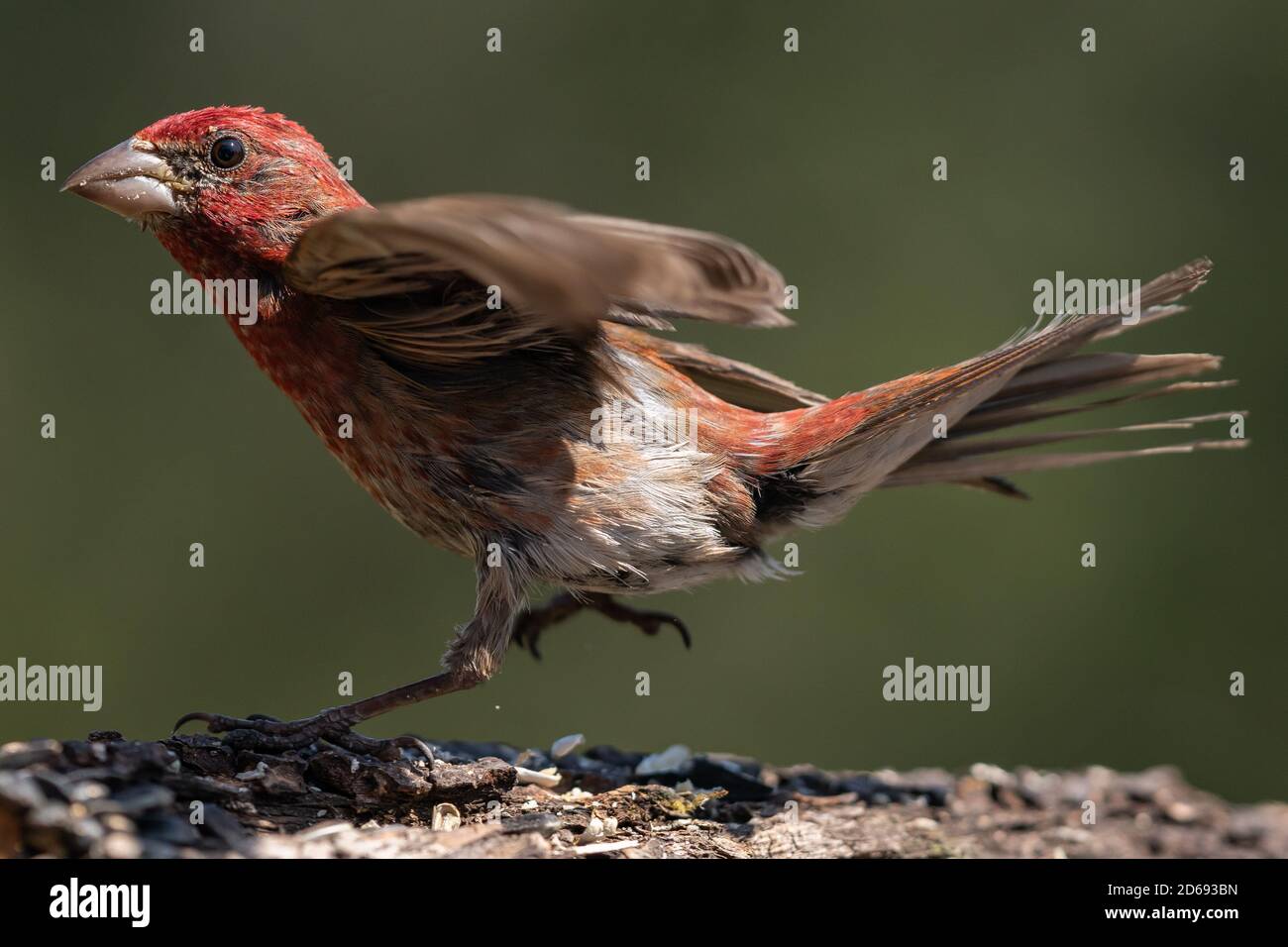 Haus Finch steht auf einem Log. Oregon, Ashland, Cascade Siskiyou National Monument, Sommer Stockfoto