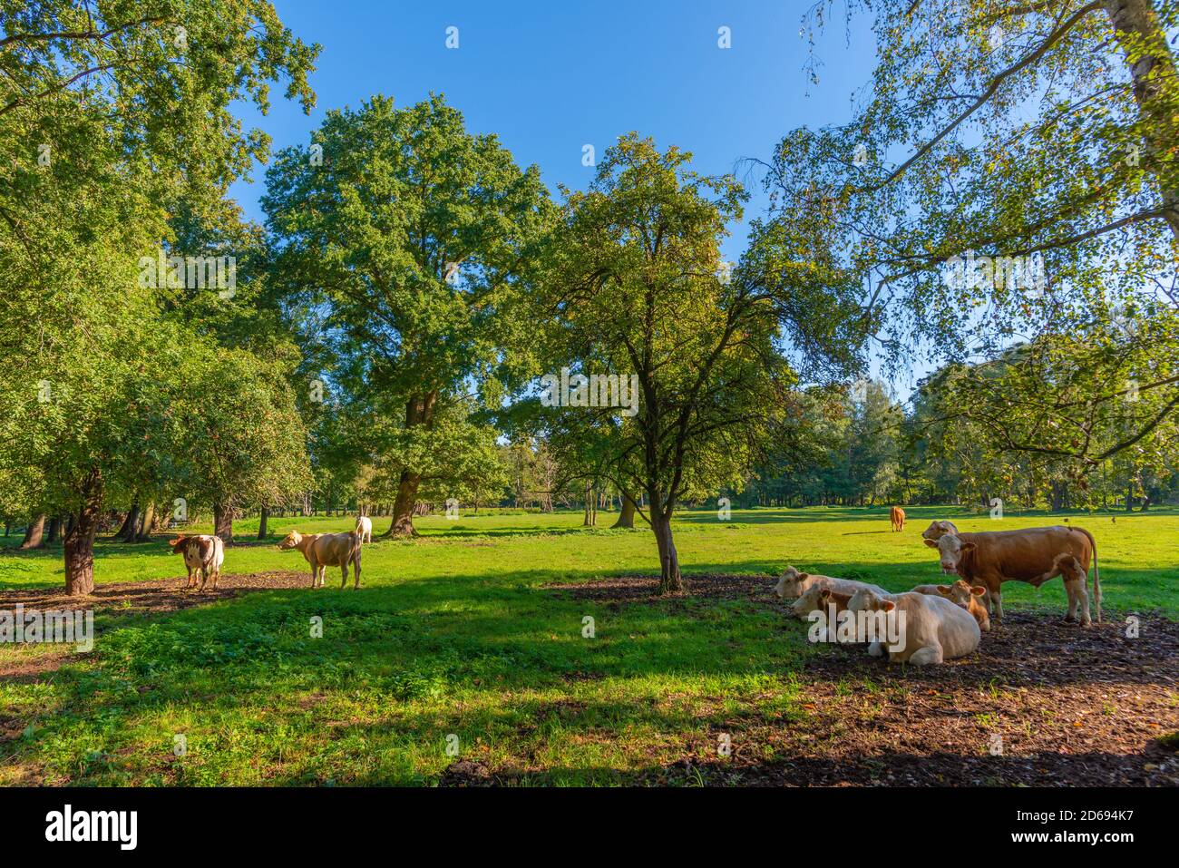 Kleiner Spreewaldhafen, kleiner Spree-Hafen Burg, Oberspreewald, Spree-Wald, Brandenburg, DDR, Europa Stockfoto