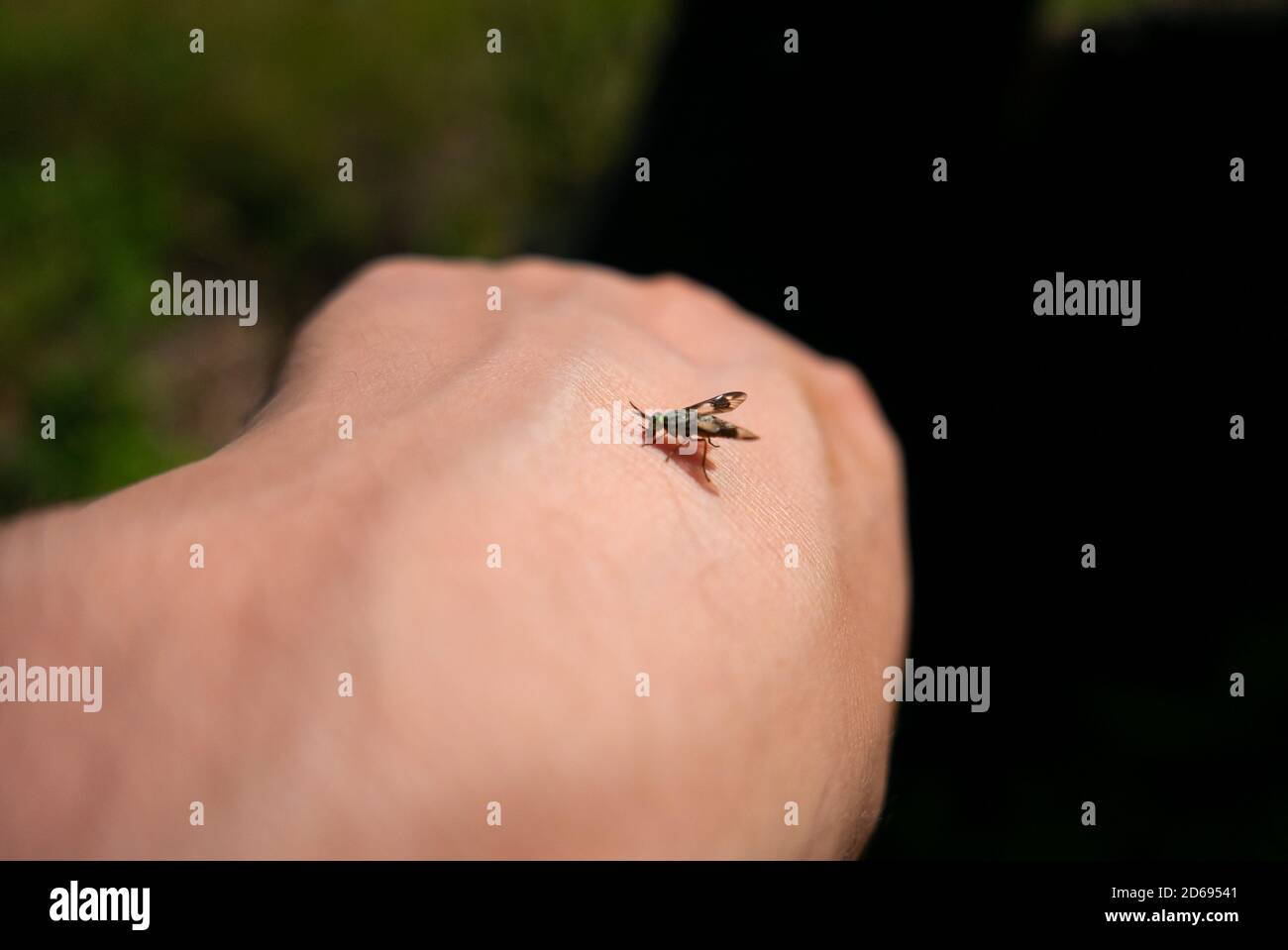Ein Fliegeninsekt beißt eine menschliche Hand. Stockfoto
