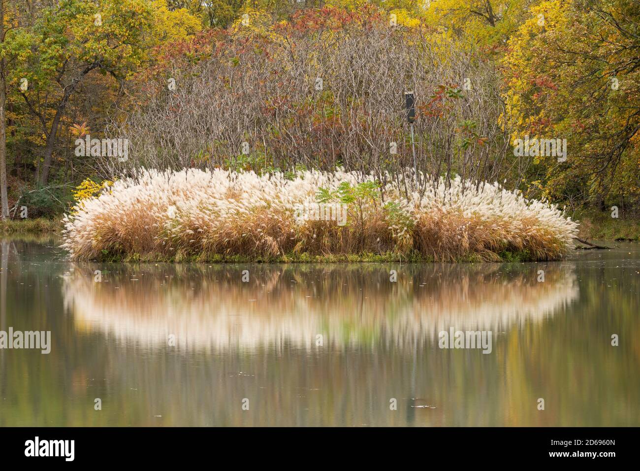 Landschaftlich Schöner Teich Mit Pampas Gras Im Herbst Stockfoto