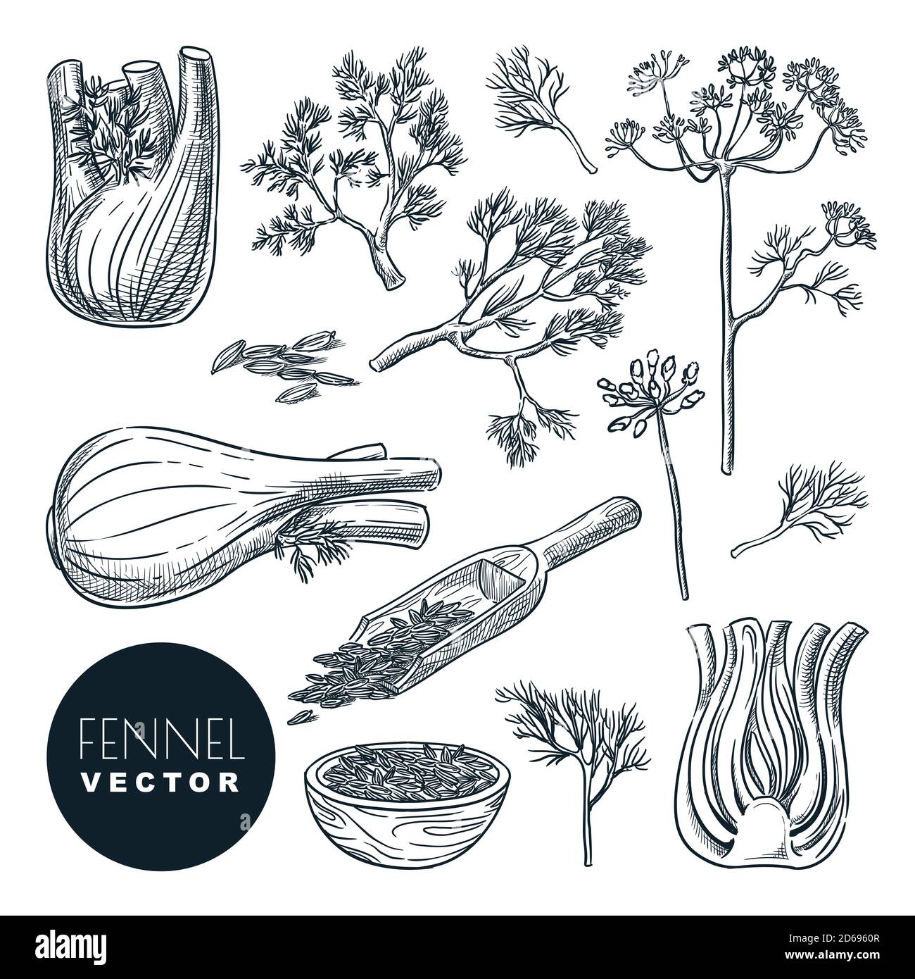 Fenchel Pflanzen Wurzel, Blätter und Samen. Vektor handgezeichnete Skizzendarstellung. Natürliche Gewürzkräuter, Kochzutaten, isoliert auf weißem Hintergrund. Stock Vektor
