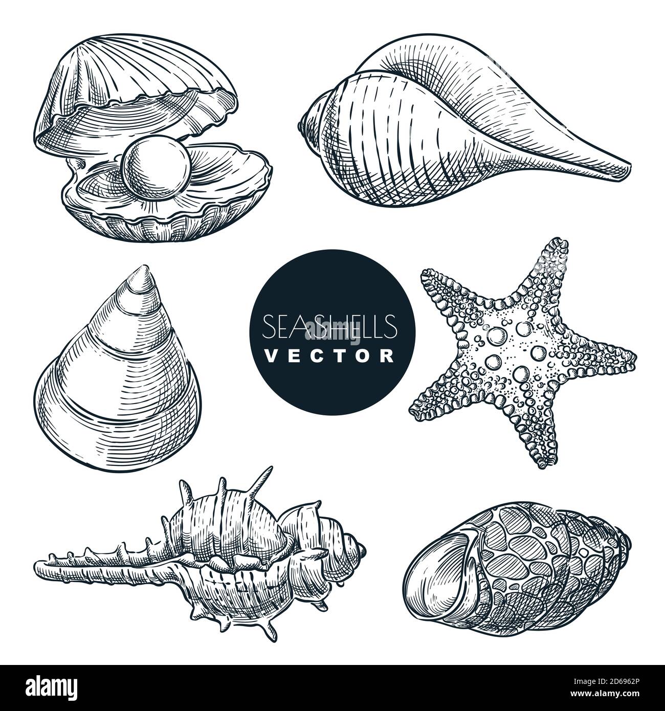 Vektorgrafik Muscheln. Handgezeichnete Meeresmuscheln Sammlung. Sommer Reise Design-Elemente, isoliert auf weißem Hintergrund. Muscheln Vin Stock Vektor