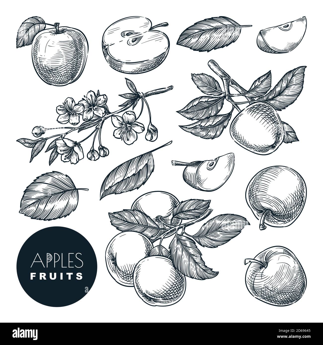 Apple Skizze Vektorgrafik. Süße Früchte ernten, handgezeichnete Gartenwirtschaft und Farm isoliert Design-Elemente. Stock Vektor