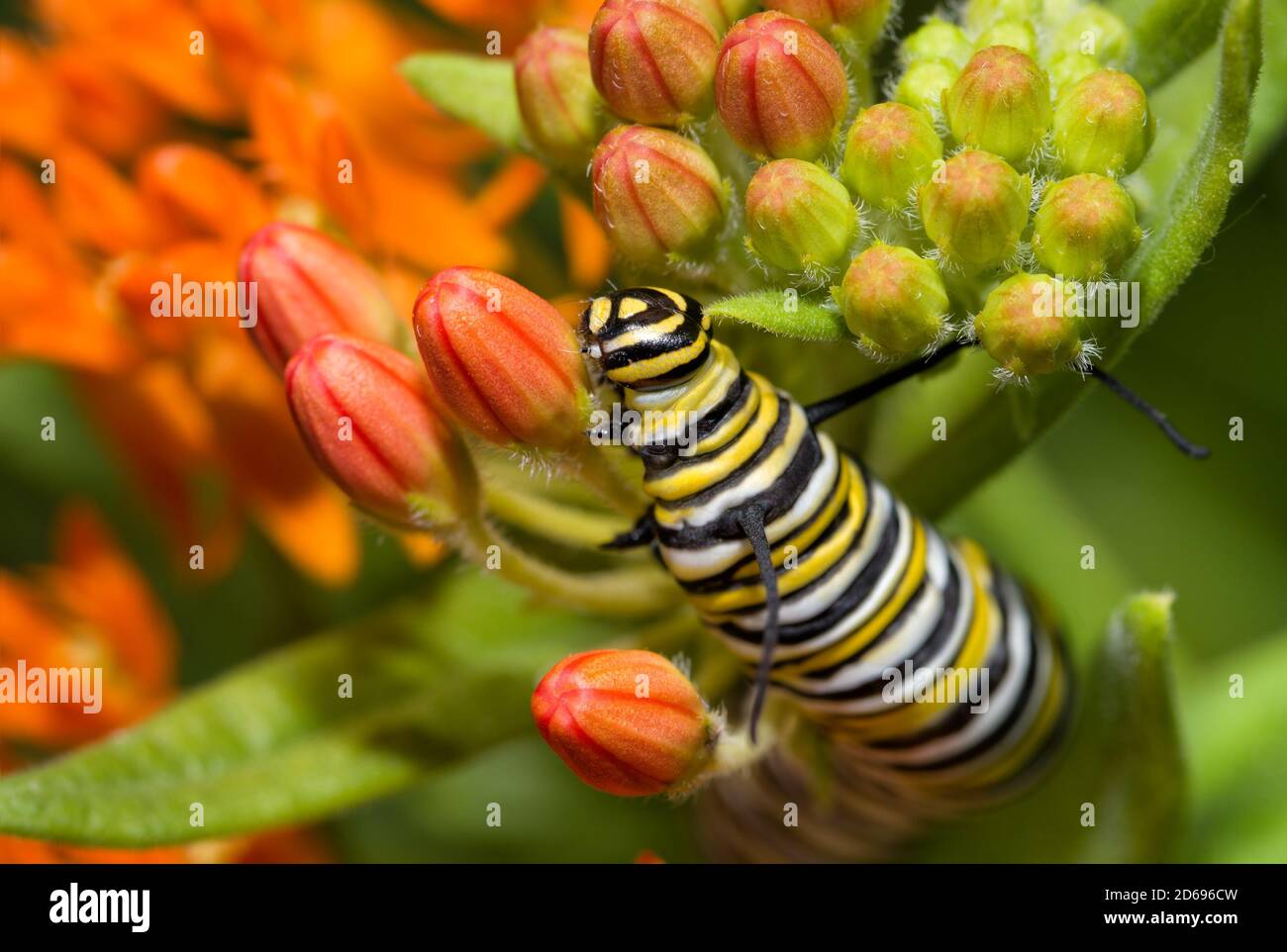 Nahaufnahme einer großen Monarch Schmetterling Raupe Fütterung auf hell Orange Schmetterlingskraut Knospen im Sommer Stockfoto