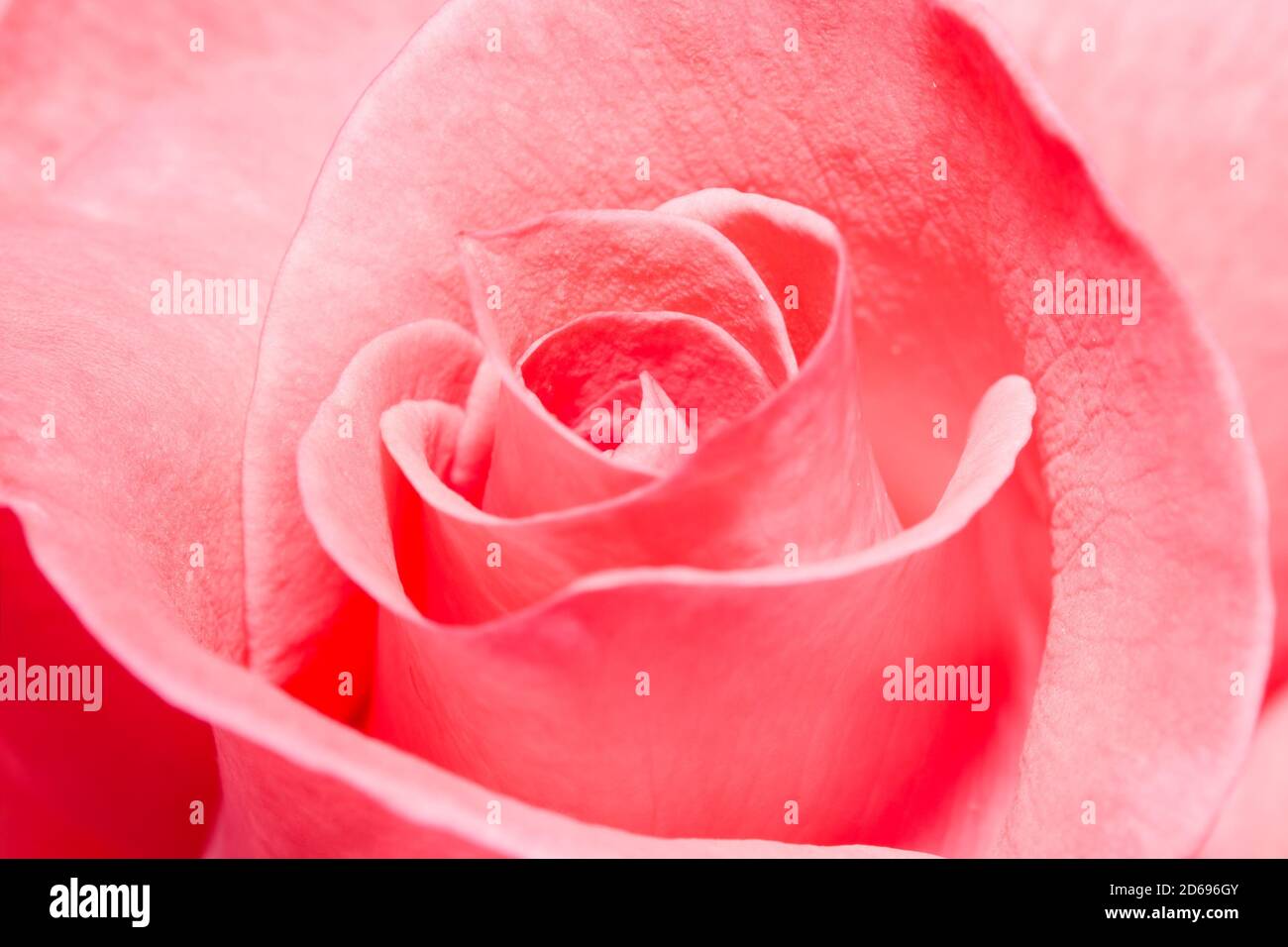 Nahaufnahme einer makellosen rosa Rose Stockfoto