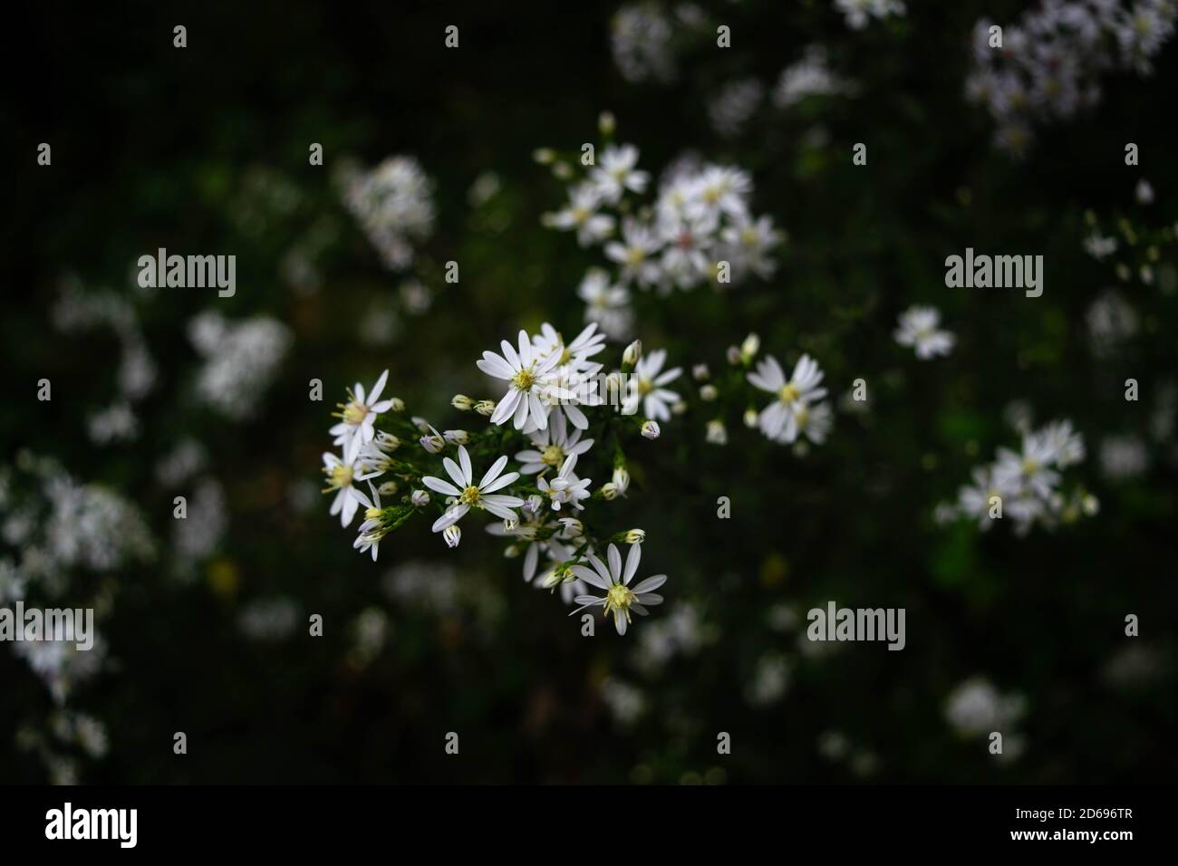 Ein Bündel weißer Blumen auf der Seite eines Pfades in New Hope. Stockfoto