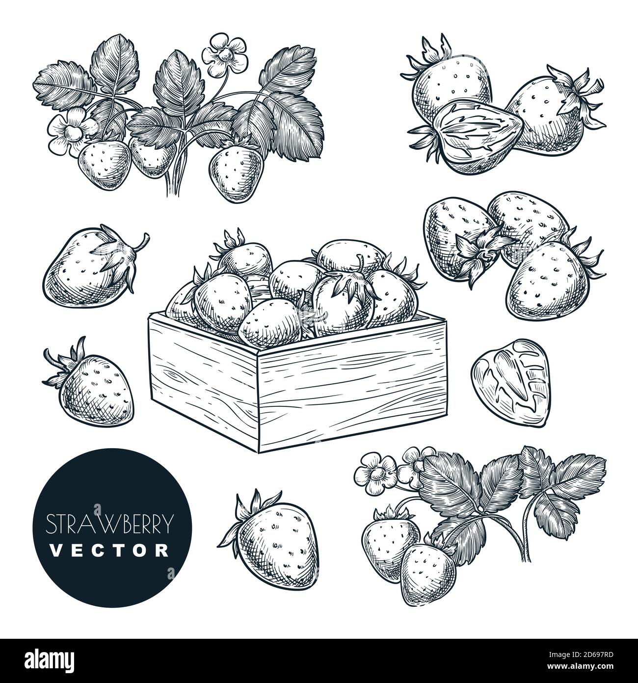 Erdbeerbeeren Skizze Vektorgrafik. Süße Beeren ernten im Holzkorb. Handgezeichnete Garten Landwirtschaft und Bauernhof isoliert Design-Elemente Stock Vektor