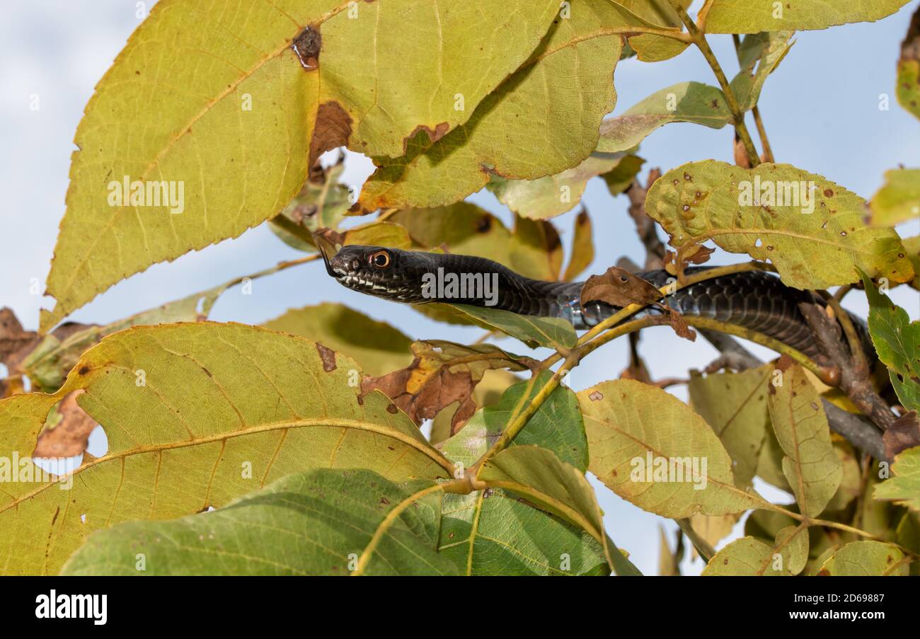 Eastern Coachwhip Schlange versteckt sich in einem Baum, riecht die Luft mit seiner Zunge Stockfoto