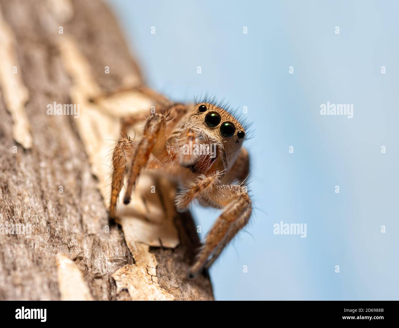 Winzige weibliche Habronattus coecatus springende Spinne, die den Betrachter anschaut Stockfoto