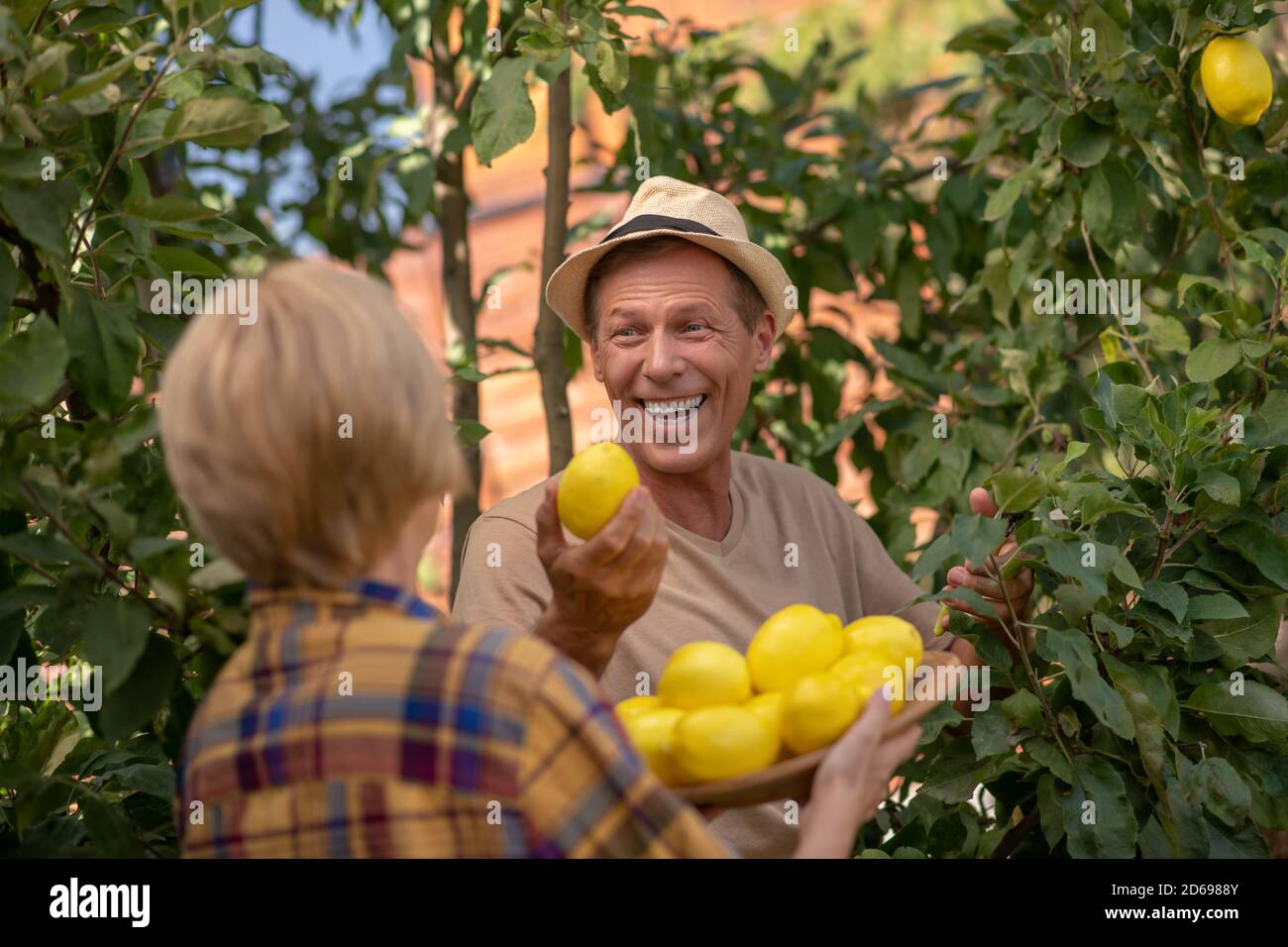 Glückliches Paar, das Zitronen im Garten pflückt Stockfoto