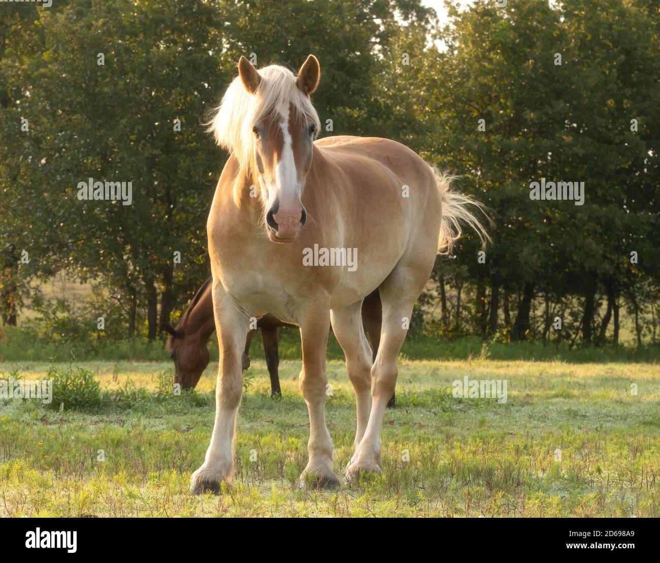 Belgisches Zugpferd, das den Betrachter im Morgenlicht auf der Weide ansieht, mit einem weichmachenden Filter Stockfoto