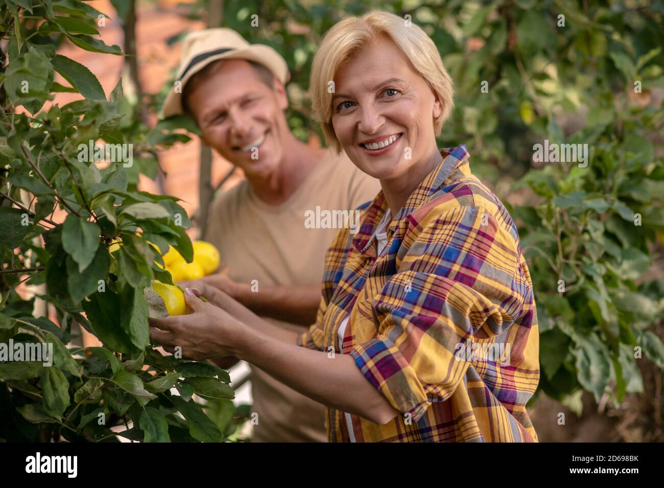 Glückliches Paar, das Zitronen im Garten pflückt Stockfoto