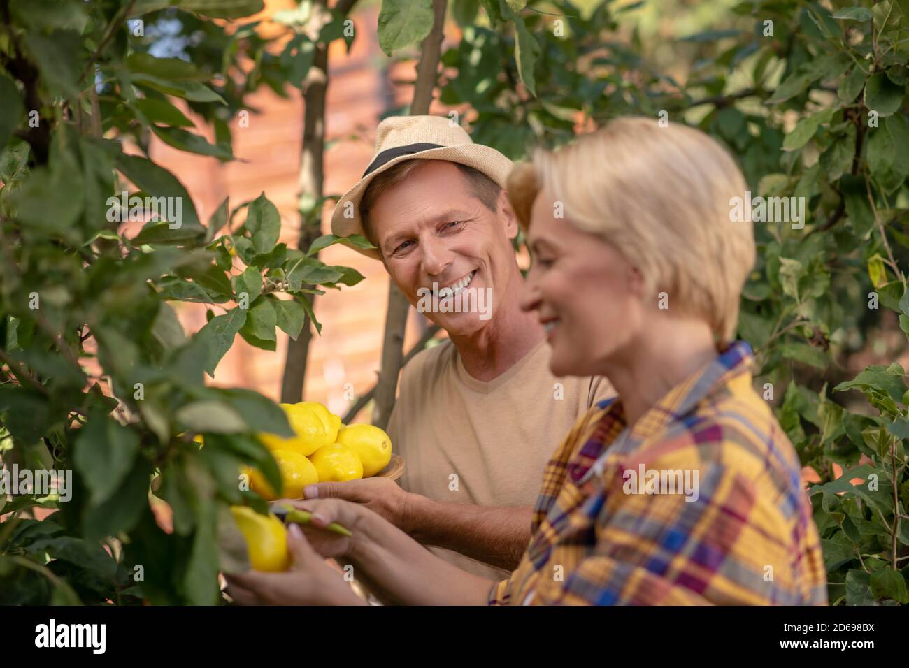 Lächelndes Paar pflückt Zitronen im Garten Stockfoto