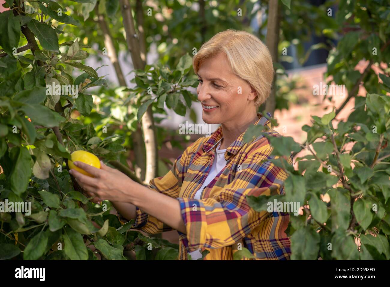 Lächelnde blonde Frau sammelt Zitronen im Garten Stockfoto