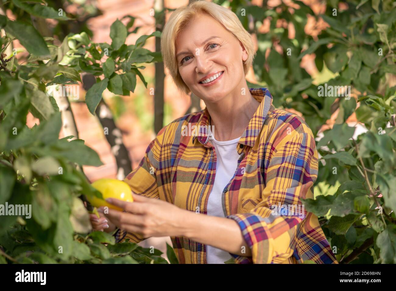 Lächelnd blonde weibliche schneiden Zitronen im Garten Stockfoto