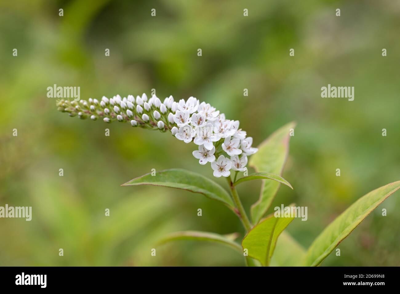 Nahaufnahme der weißen Blüten von Lysimachia clethroides / Schwaneneck Loosestrife Blüte in einem britischen Garten. Stockfoto