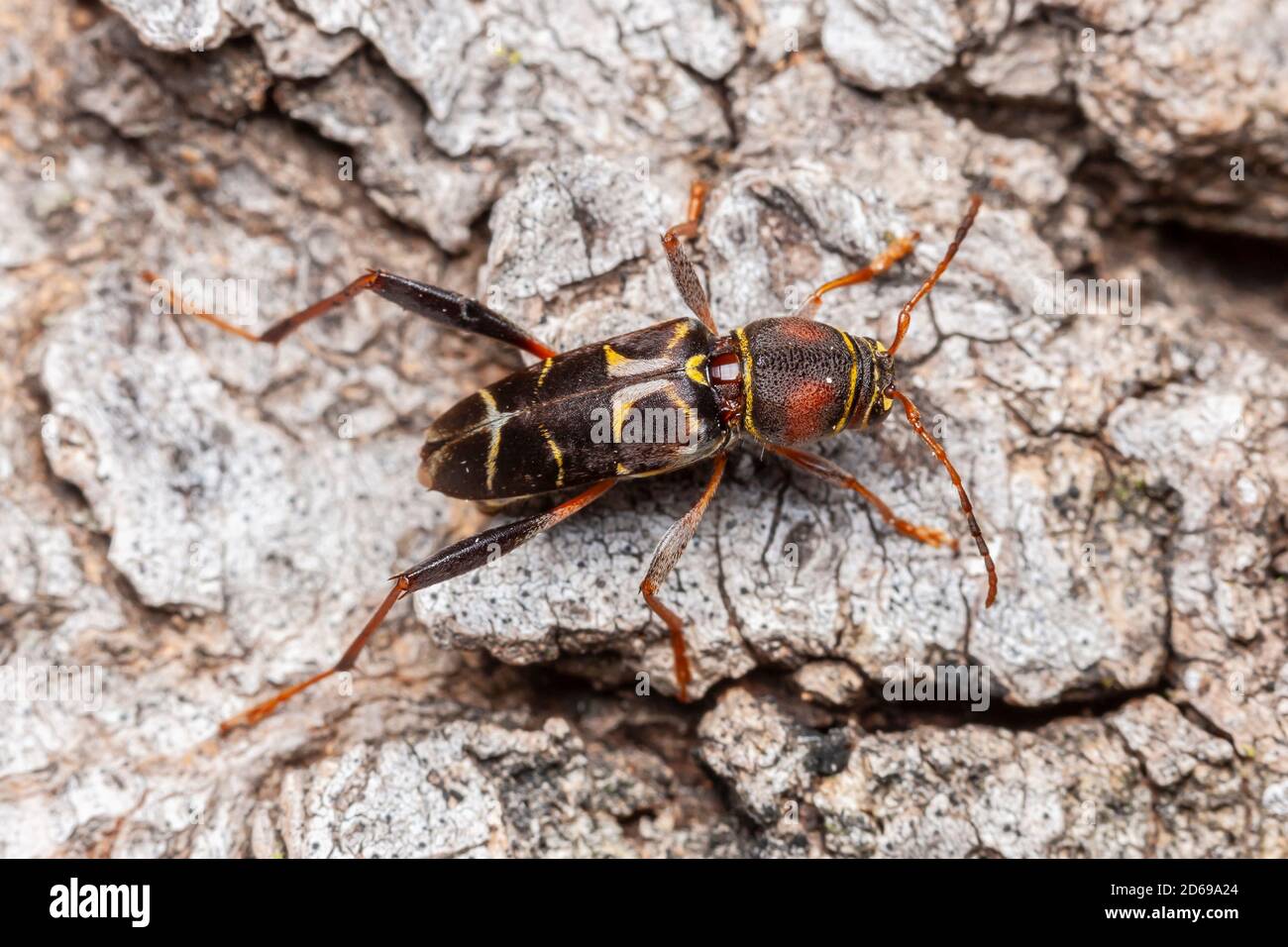 Ein weiblicher Langhörniger Käfer (Neoclytus mucronatus) beobachtete Ovipositing auf einem abgefallenen toten Hackberry-Baum. Stockfoto