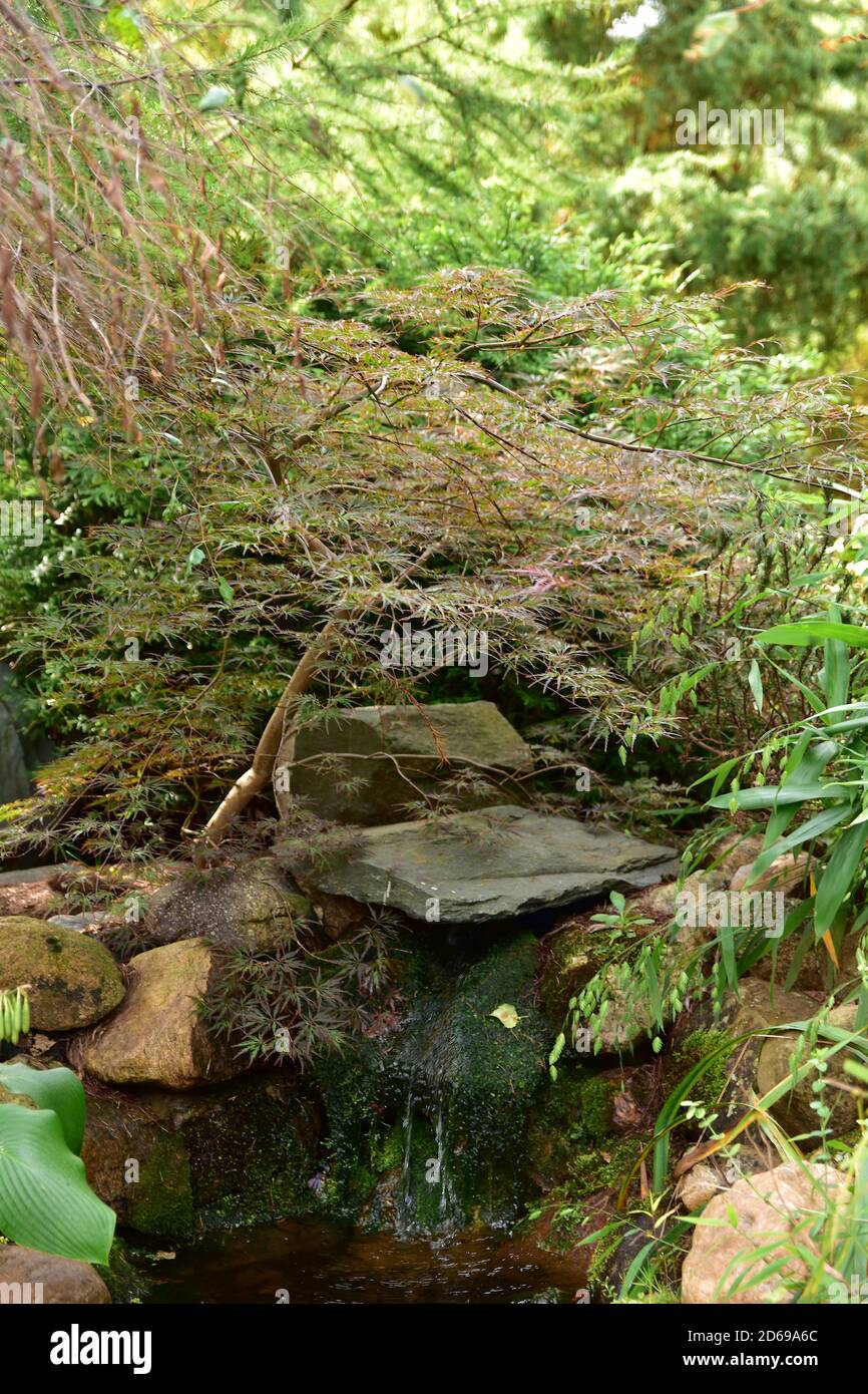 Ein Garten in Herbstfarben an einem klaren Oktobertag. Stockfoto