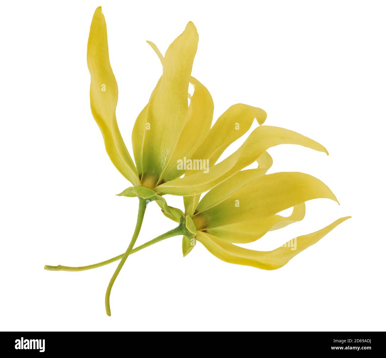 Frische Ylang-Ylang Blume isoliert auf weißem Hintergrund Stockfoto