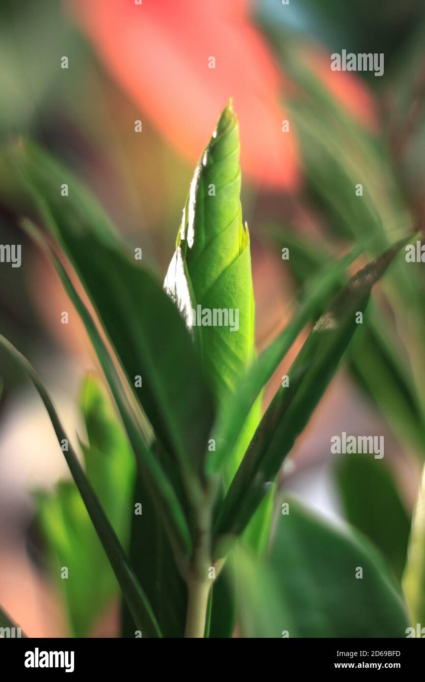 Zamioculcas zamiifolia - grüne Hauspflanze alias Dollarbaum Stockfoto