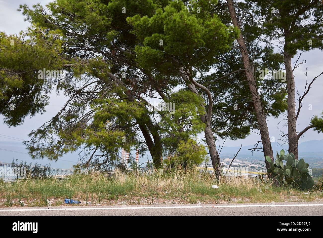 Pinus halepensis Ast und Stamm aus der Nähe Stockfoto