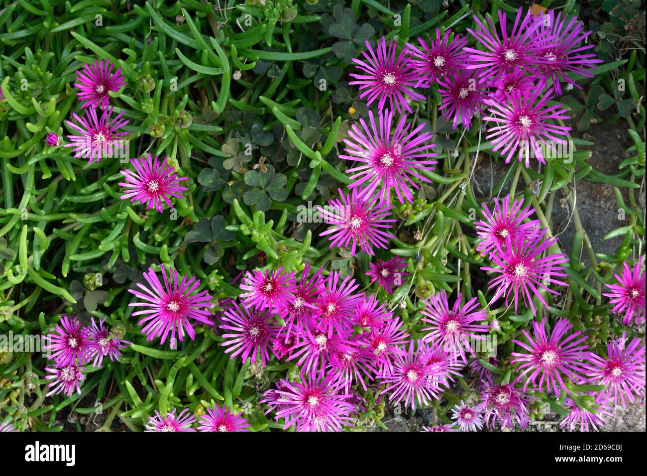 Blüten der Delosperma Cooperi in den Alpen in der Nähe von Bozen in Südtirol - Italien. Stockfoto