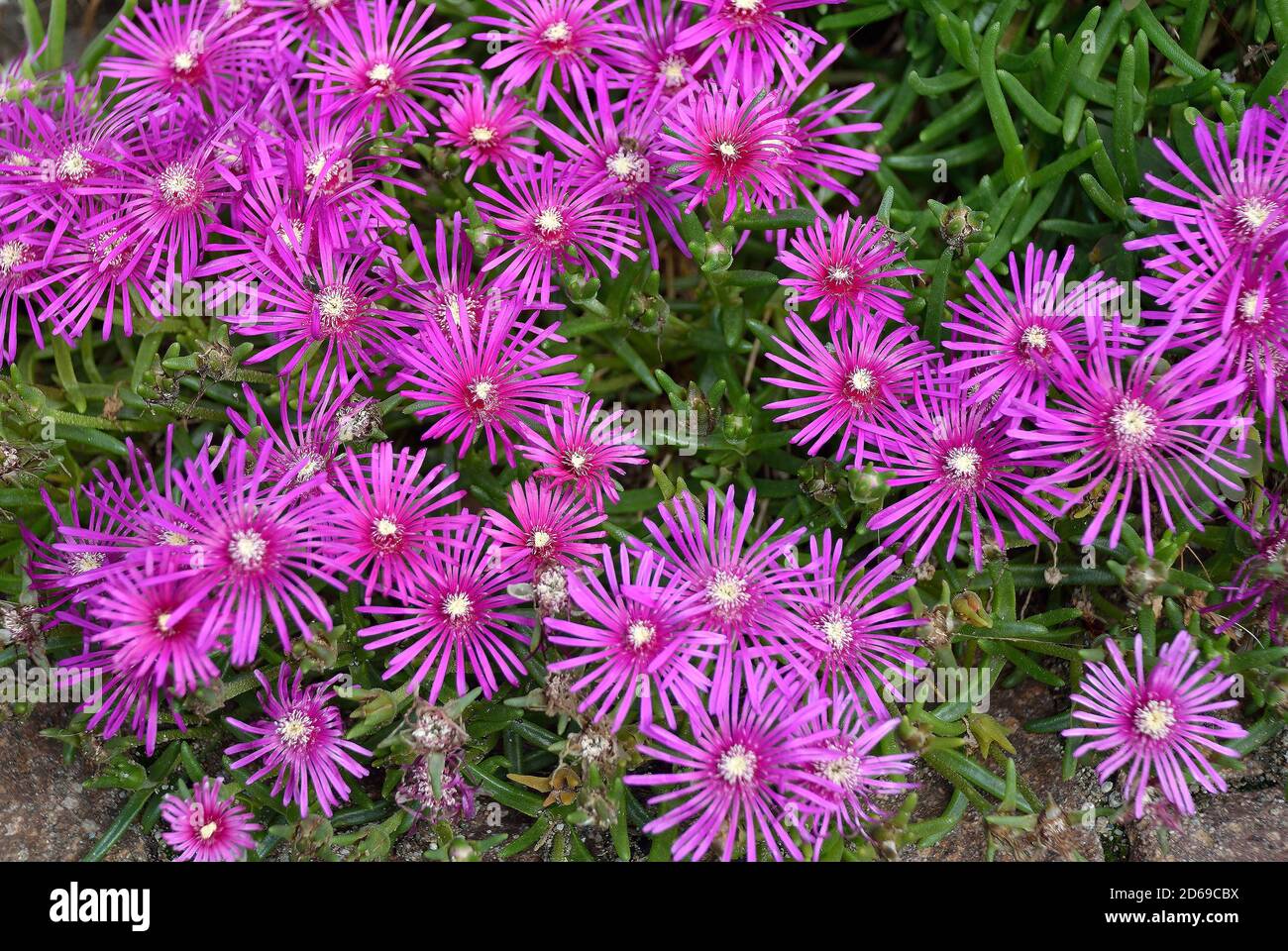 Blüten der Delosperma Cooperi in den Alpen in der Nähe von Bozen in Südtirol - Italien. Stockfoto