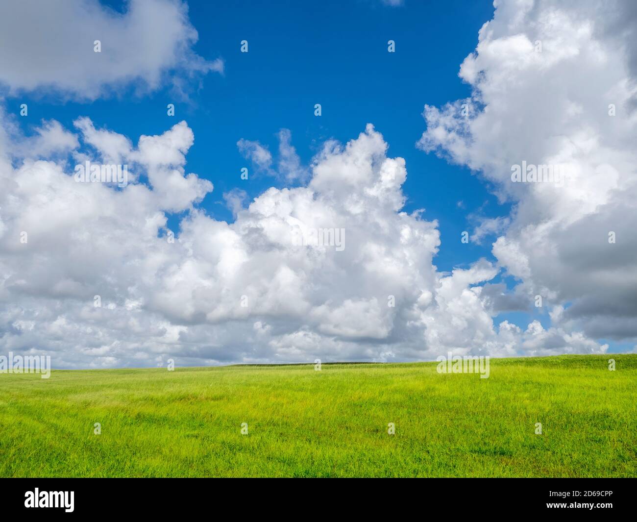 Blauer Himmel mit großen weißen Wolken, die den größten Teil des Himmels füllen Übergrünes Feld im Südwesten Floridas Stockfoto