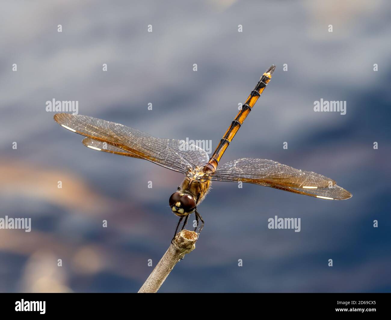Nahaufnahme einer Libelle auf einem kleinen Stock Stockfoto