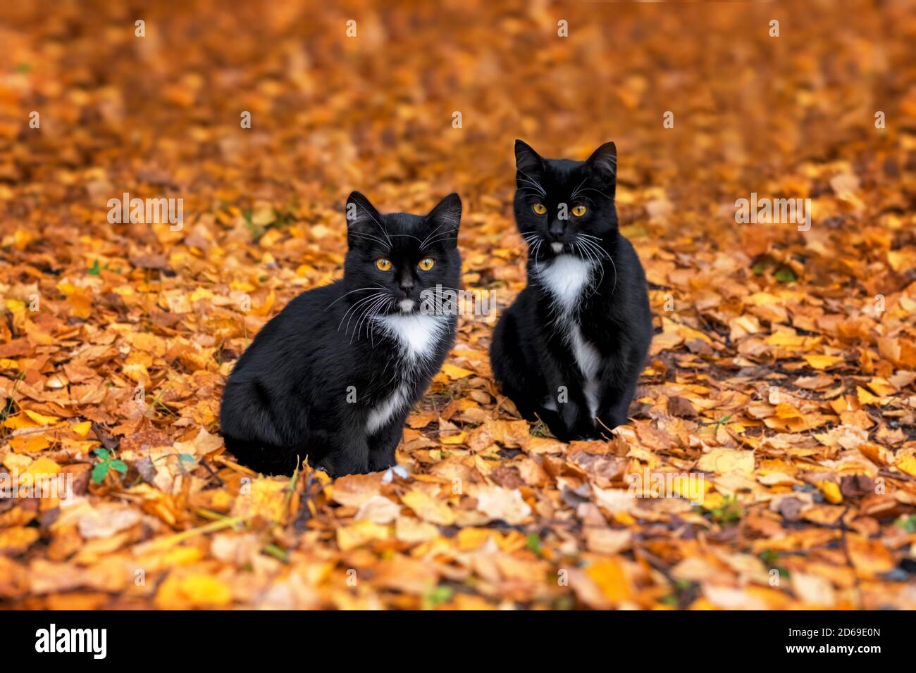 Zwei schöne schwarze Kätzchen liegen auf herbstlich orangefarbenen Blättern Stockfoto