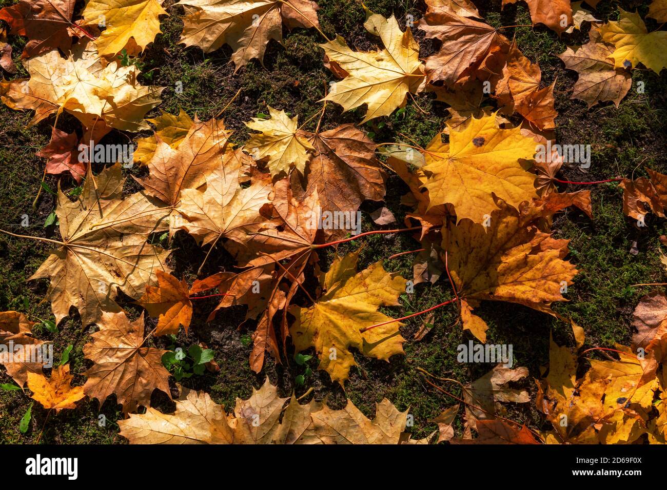 Fallender Herbst Ahornblätter Natürliche Bunte Hintergrund Stockfoto