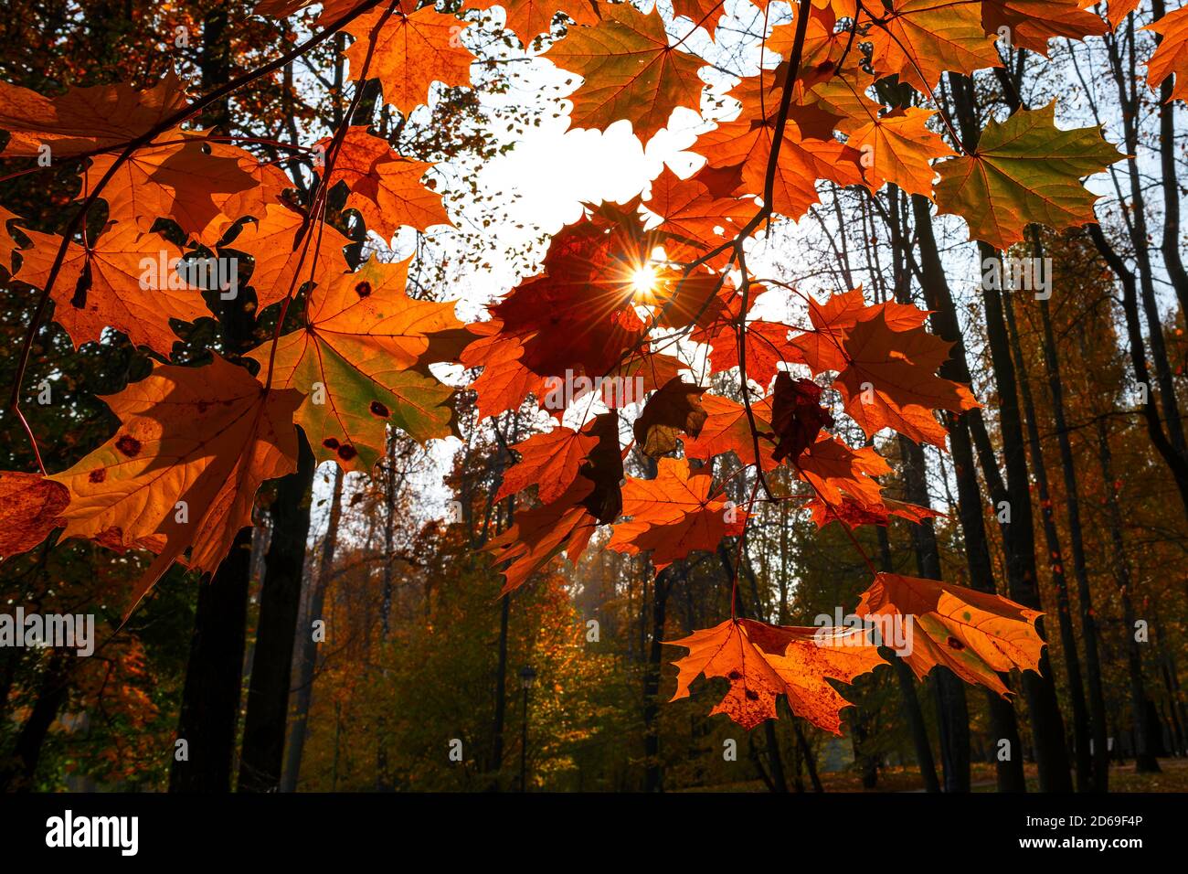 Rote und orange Ahornblätter im Herbst farbige Bäume an Sonnenuntergang Stockfoto
