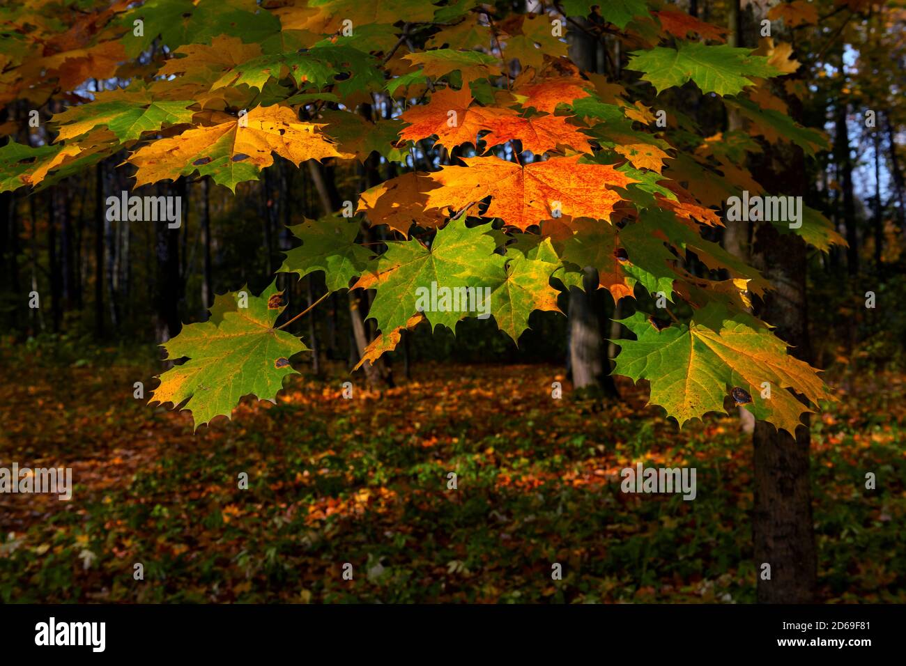 Ahornzweig mit farbigen Blättern im Herbstwald Stockfoto