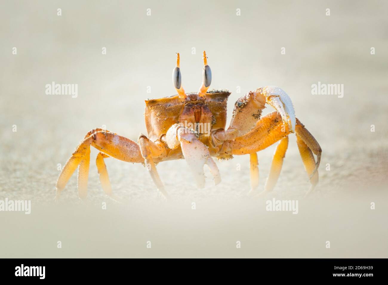 Painted Ghost Crab (Ocypode gaudichaudii), gefunden an den Stränden im Norden Perus, gräbt Löcher in den Strand und zieht sich in diese als Bedrohungen nähern. Stockfoto