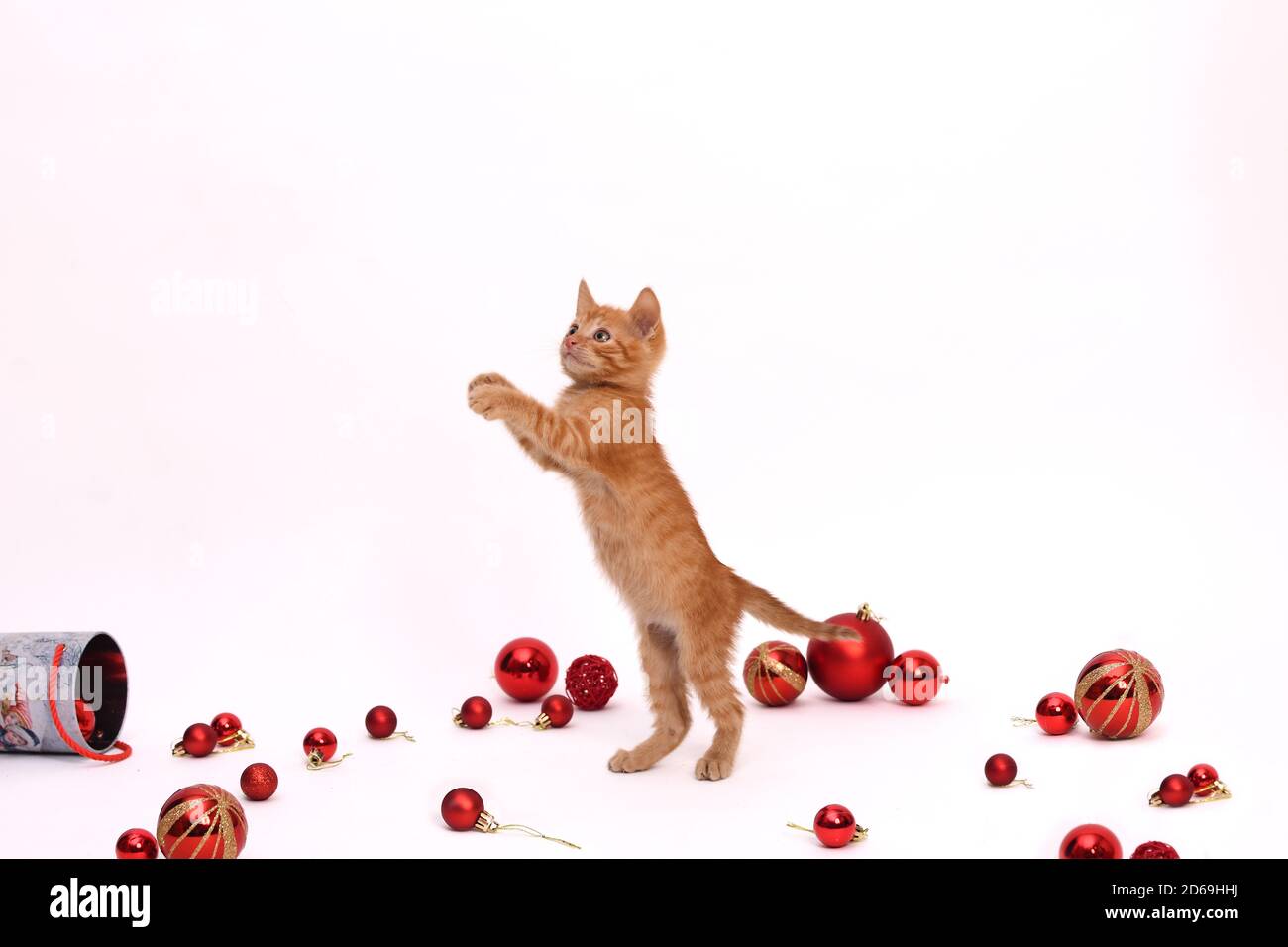 Rot verspieltes Kätzchen steht auf seinen Hinterbeinen auf weißem Hintergrund, rote Weihnachtskugeln liegen herum. Stockfoto