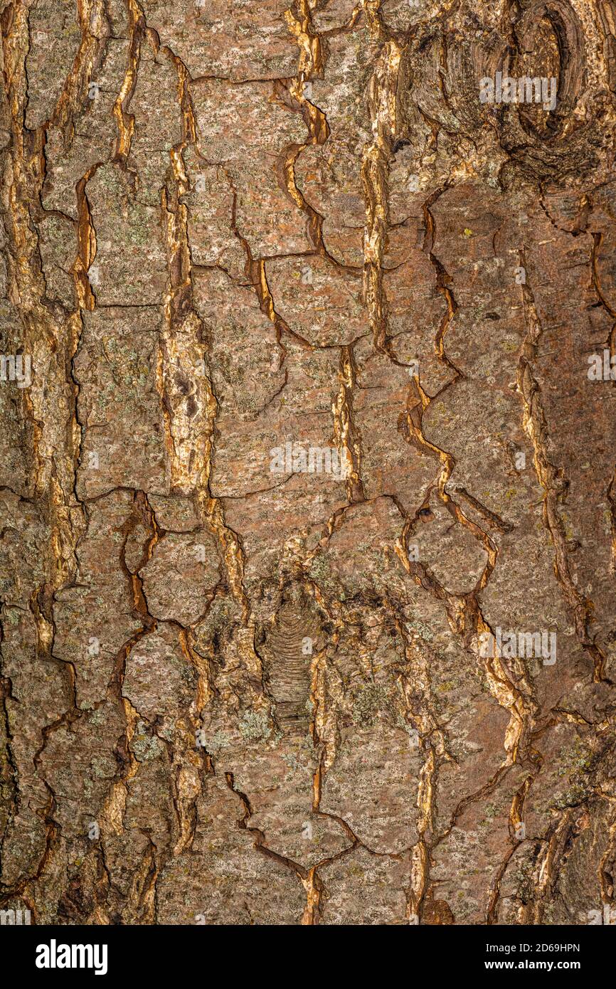 Rinde der Europäischen Erle (Alnus glutinosa) Stockfoto