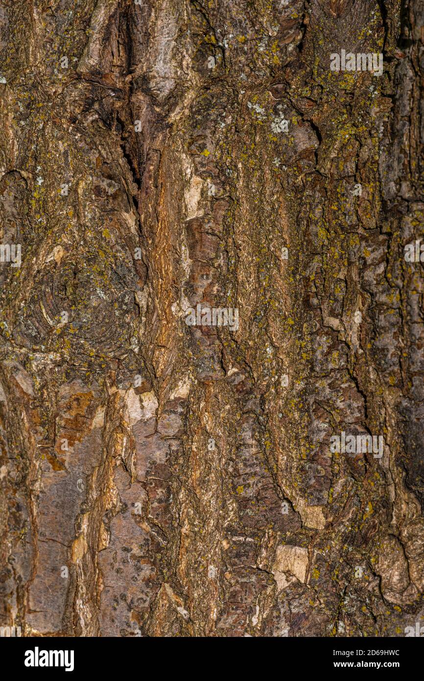 Rinde der Rosehill-Eiche (Quercus robur 'Asjes') Stockfoto
