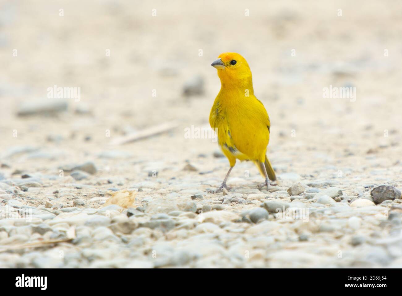 Der Safranfink (Sicalis flaveola) Ist ein Tanager, der häufig in vielen Gebieten des Südens gefunden wird Amerika und hier an der Küste Nordperus Stockfoto
