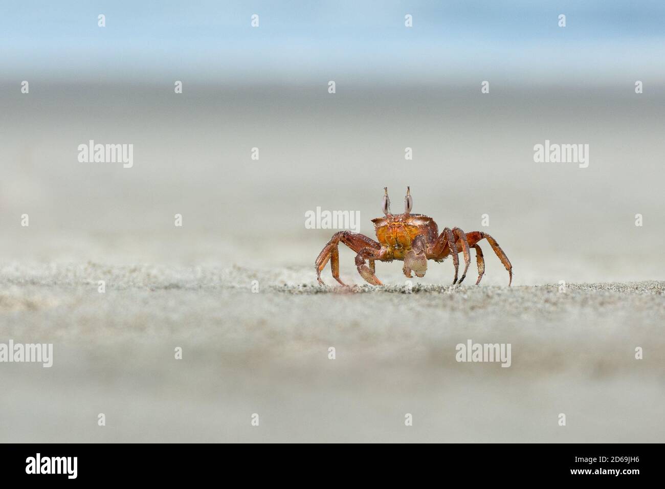 Painted Ghost Crab (Ocypode gaudichaudii), gefunden an den Stränden im Norden Perus, gräbt Löcher in den Strand und zieht sich in diese als Bedrohungen nähern. Stockfoto