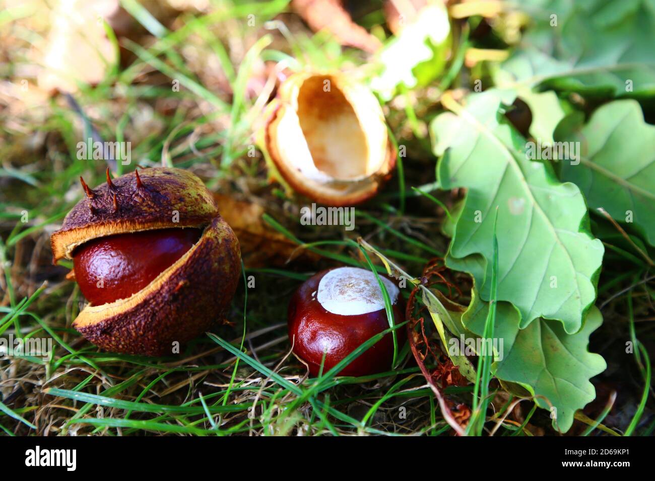 'Autumn Conkers' September 2020 Dieses Foto wurde am Fuße eines Konkerbaumes im Cotswold England aufgestellt. Stockfoto