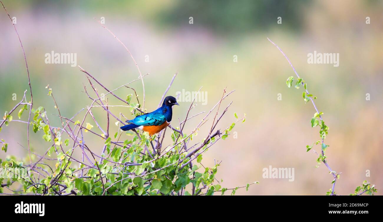 Ein einheimischer, sehr farbenprächer Vogel in der Landschaft Kenias. Stockfoto