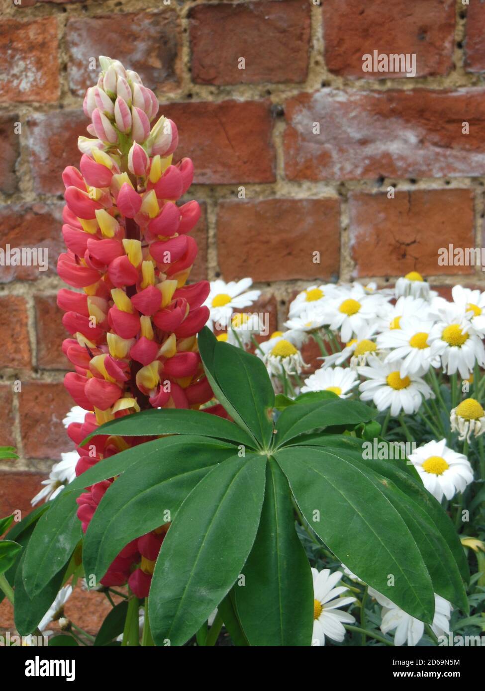 „Beautiful Flowers“ eine Reihe hübscher Blumenvereinigungen. Dieses Bild wurde Anfang August in einem lokalen Arboretum im Herzen des Cotswold aufgenommen. Stockfoto